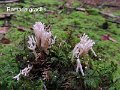 Ramaria gracilis-amf396